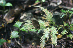 Faunis sappho sappho