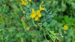 Hippocrepis emerus