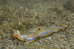 Soleichthys