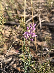 Comesperma polygaloides
