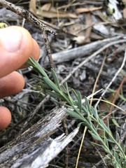 Comesperma polygaloides