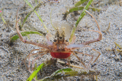 Lupocyclus philippinensis