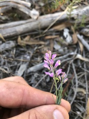 Comesperma polygaloides