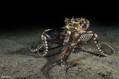 Amphioctopus marginatus