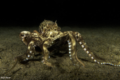 Amphioctopus marginatus