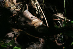 Faunis sappho sappho