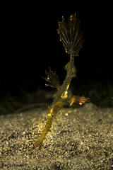 Solenostomus cyanopterus