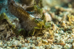 Pseudobiceros kryptos