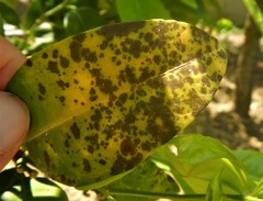 Plenodomus tracheiphilus