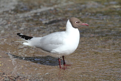 Chroicocephalus ridibundus