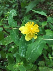 Hypericum frondosum