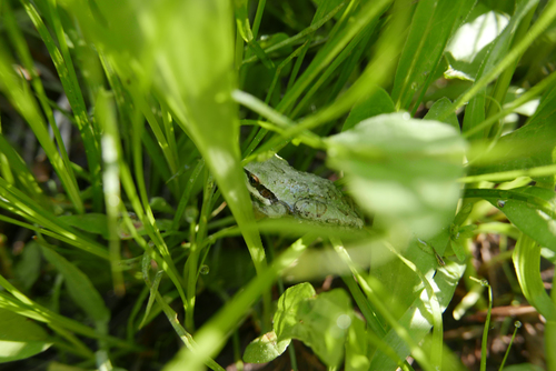 iNaturalist observation photo of Pacific chorus frog