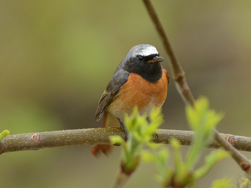 Foto de Common Redstart
