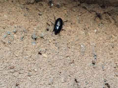 Harpalus dimidiatus