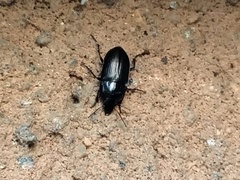 Harpalus dimidiatus