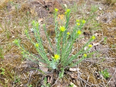 Euphorbia seguieriana