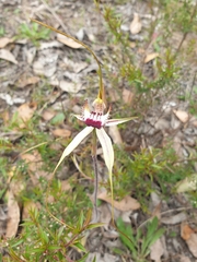 Caladenia tentaculata × venusta