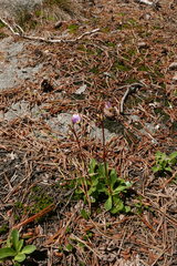 Primula subalpina