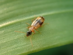 Philorhizus sigma