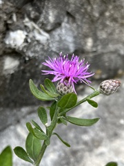 Centaurea aplolepa