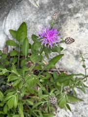 Centaurea aplolepa