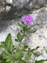 Centaurea aplolepa