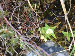 Pinguicula alpina