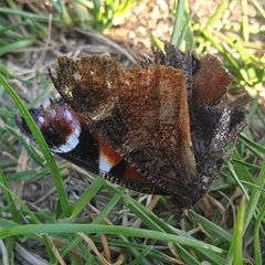 Aglais io