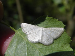 Idaea pallidata