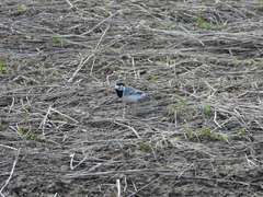 Motacilla alba
