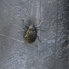 Larinus turbinatus