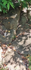 Geopelia striata