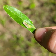 Macrodiplosis niveipila