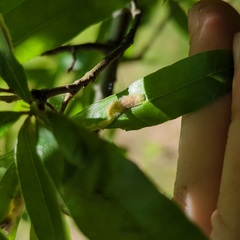 Macrodiplosis niveipila