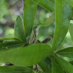 Macrodiplosis niveipila