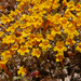 Montia-like Monkeyflower - Photo (c) lizzywenk, some rights reserved (CC BY-NC)