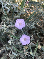 Convolvulus remotus