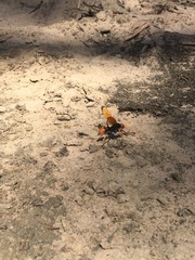 Cryptocheilus australis