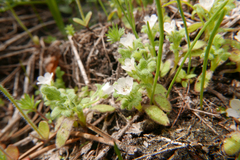Phacelia eisenii