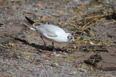 Chroicocephalus ridibundus