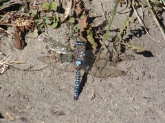 Rhionaeschna variegata