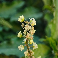 Croton bonplandianus
