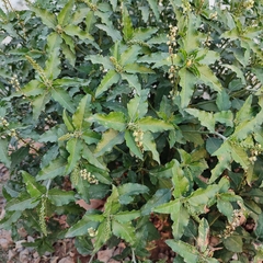 Croton bonplandianus