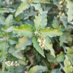 Croton bonplandianus