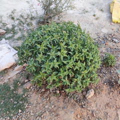 Croton bonplandianus