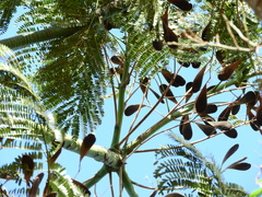 Schizolobium parahyba