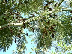 Schizolobium parahyba