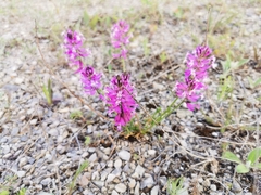 Polygala major
