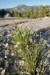 Erigeron breweri breweri