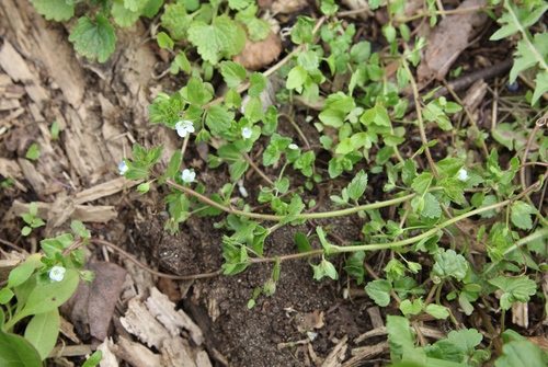 Наблюдение на iNaturalist